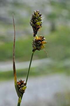 Image of Circumpolar Sedge