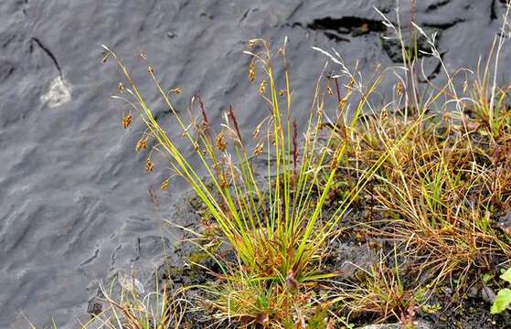 Image of hair-like sedge