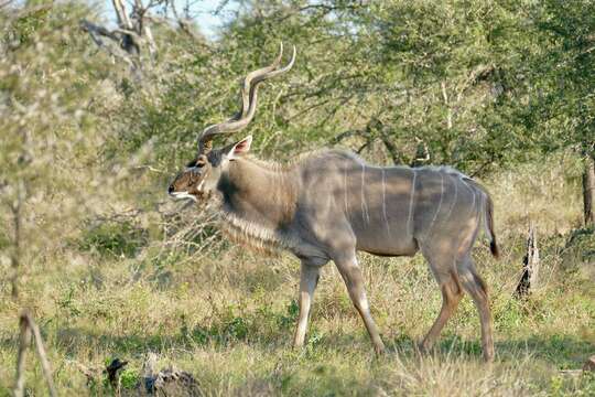 Image of Greater Kudu