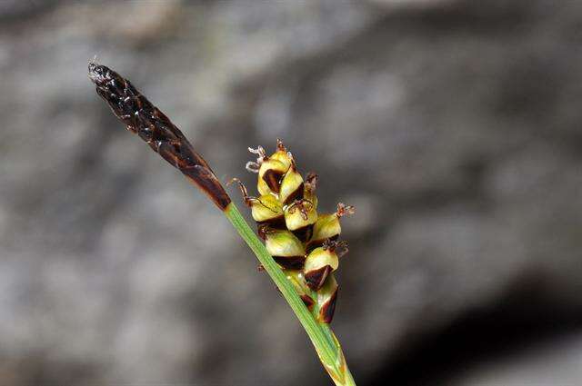 Image of carnation sedge