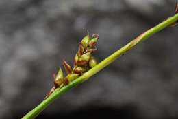 Image of Sheathed sedge