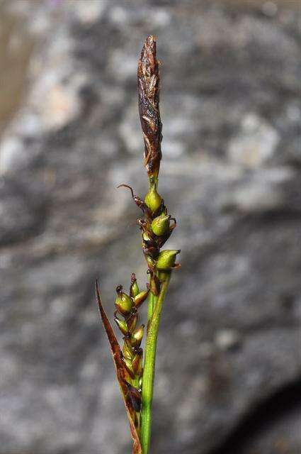 Image of Sheathed sedge