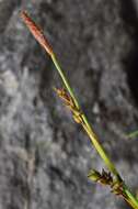 Image of Sheathed sedge