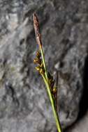 Image of Sheathed sedge