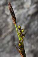 Image of Sheathed sedge