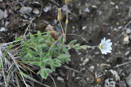 Image of alpine chickweed