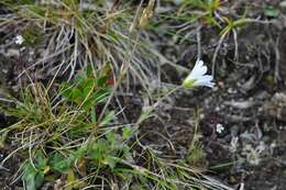 Image of alpine chickweed