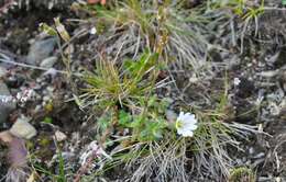 Image of alpine chickweed