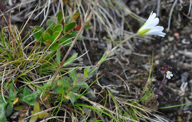 Image of alpine chickweed