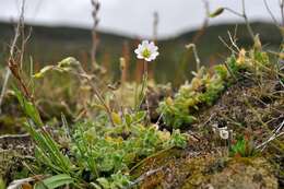 Image of alpine chickweed