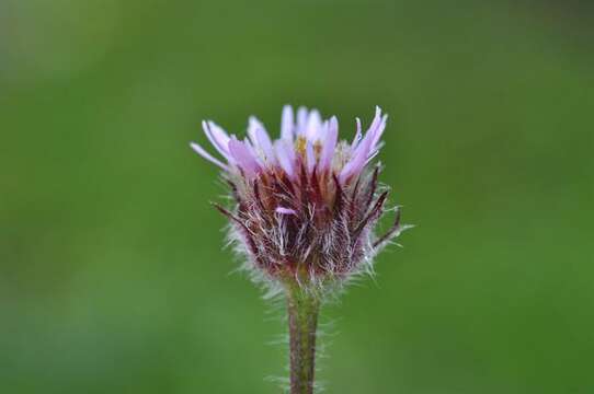 Image of Erigeron uniflorus subsp. uniflorus