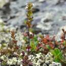 Imagem de Euphrasia wettsteinii G. L. Gusarova