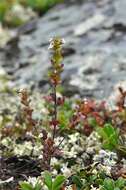 Image of Euphrasia wettsteinii G. L. Gusarova