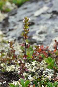 Imagem de Euphrasia wettsteinii G. L. Gusarova