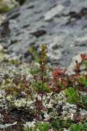 Imagem de Euphrasia wettsteinii G. L. Gusarova