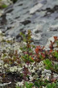 Imagem de Euphrasia wettsteinii G. L. Gusarova