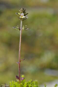 Image of Euphrasia wettsteinii G. L. Gusarova