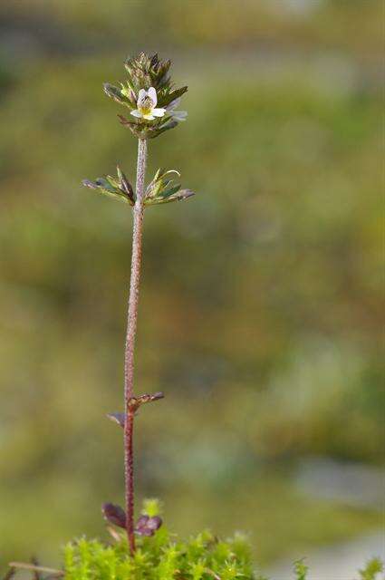 Imagem de Euphrasia wettsteinii G. L. Gusarova