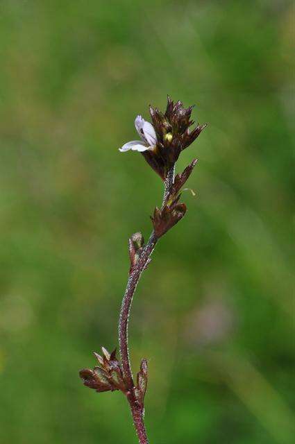 Imagem de Euphrasia wettsteinii G. L. Gusarova