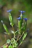 Image of gentian