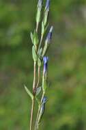 Image of gentian