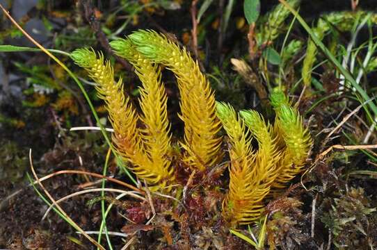 Image of clubmoss