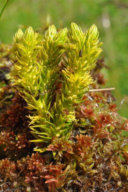 Image of fir clubmoss