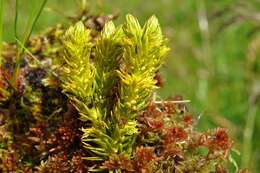 Image of fir clubmoss