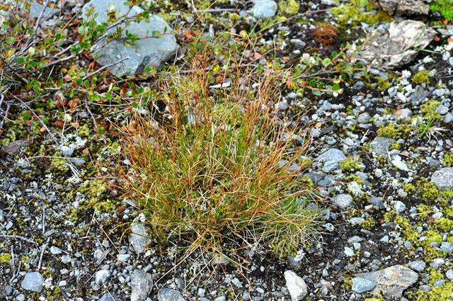 Image de Juncus trifidus L.