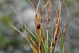 Image de Juncus trifidus L.