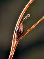 Image de Juncus trifidus L.