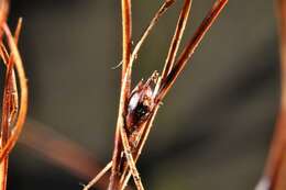 Image de Juncus trifidus L.