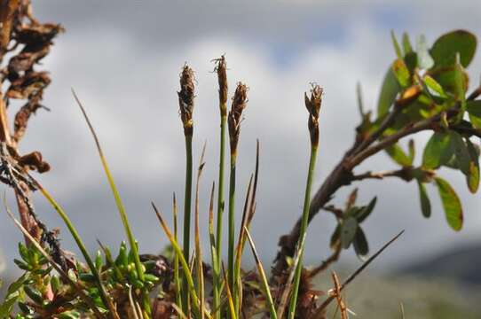Image of Simple Bog Sedge