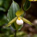 Imagem de Cypripedium cordigerum D. Don