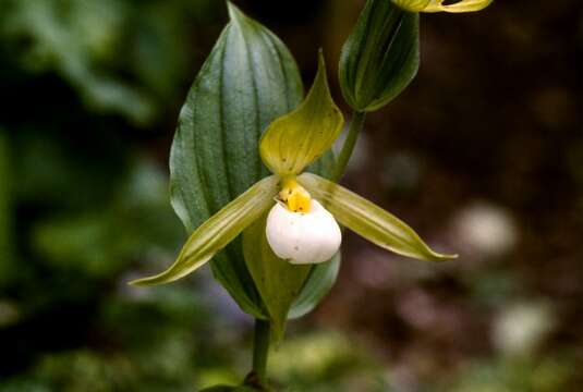 Imagem de Cypripedium cordigerum D. Don