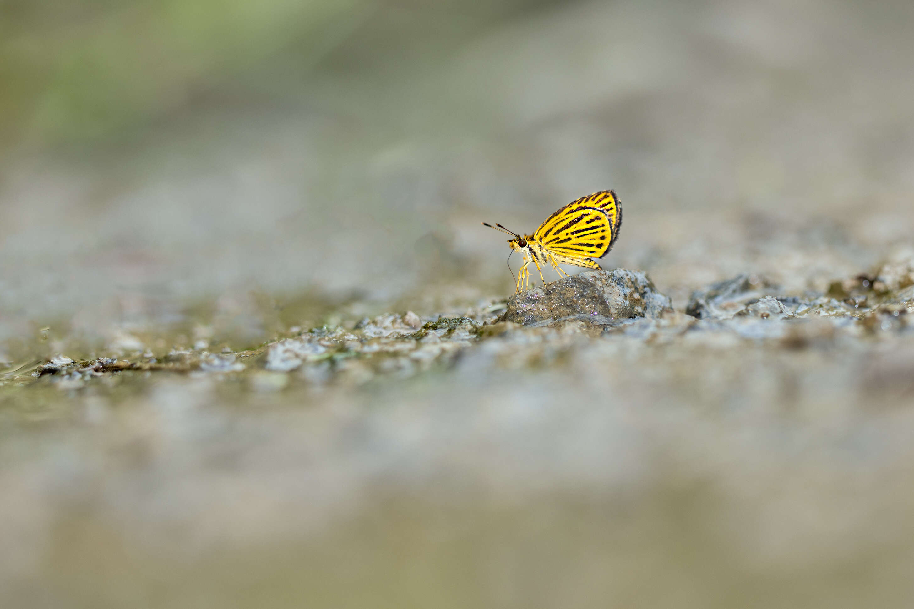 Image of Ampittia subvittatus