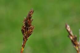 Слика од Carex simpliciuscula Wahlenb.