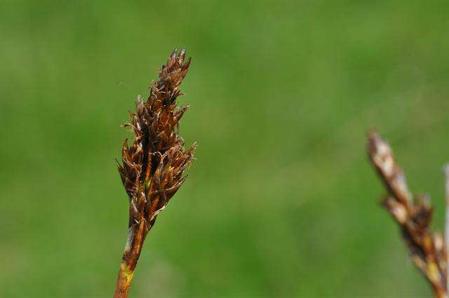 Слика од Carex simpliciuscula Wahlenb.