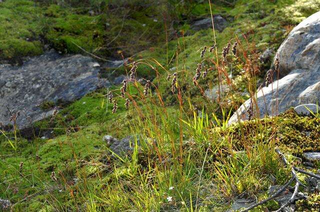 Image of Spiked Wood-Rush