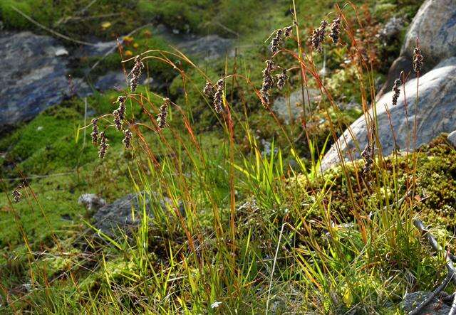 Image of Spiked Wood-Rush