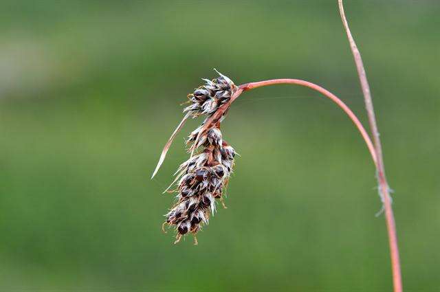 Image of Spiked Wood-Rush