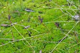 Image of Spiked Wood-Rush