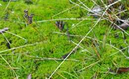 Image of Spiked Wood-Rush