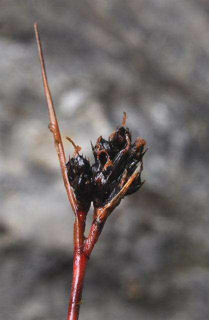 Image of Luzula sudetica (Willd.) Schult.