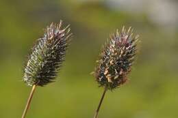 Image of Timothy or Cat's Tail