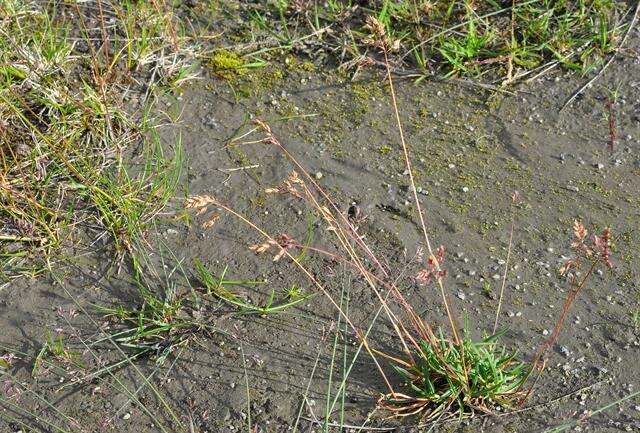 Image of Meadow Grasses