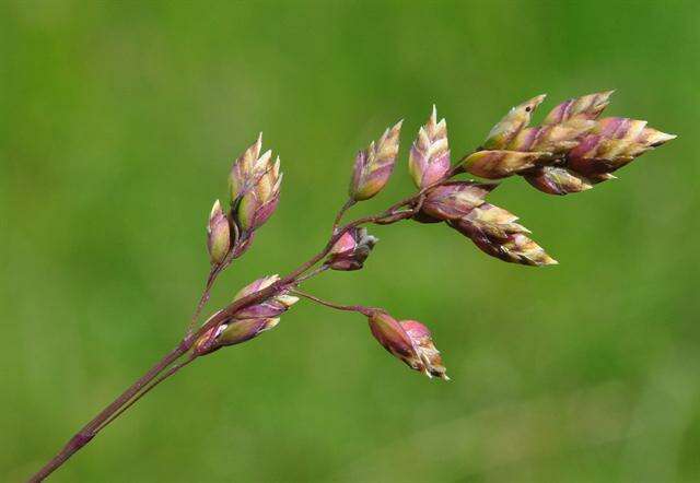 Image of Meadow Grasses