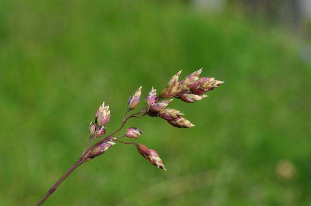 Image of Meadow Grasses