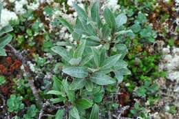Image of grayleaf willow