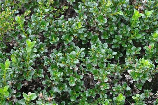 Salix myrsinites L.的圖片